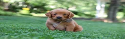 Golden Retriever dogs for sale: Jase - Ad 4