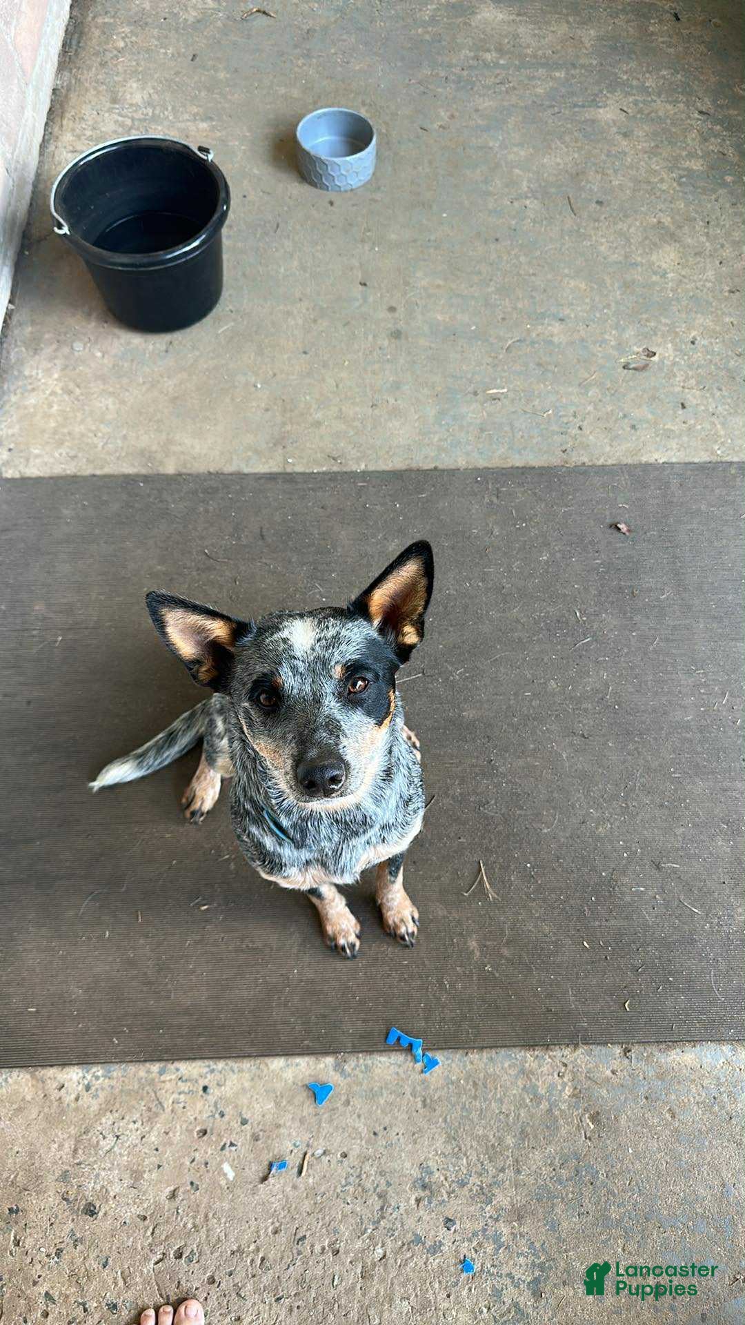 Australian Cattle Dog dogs for sale: Stockings - Ad 4