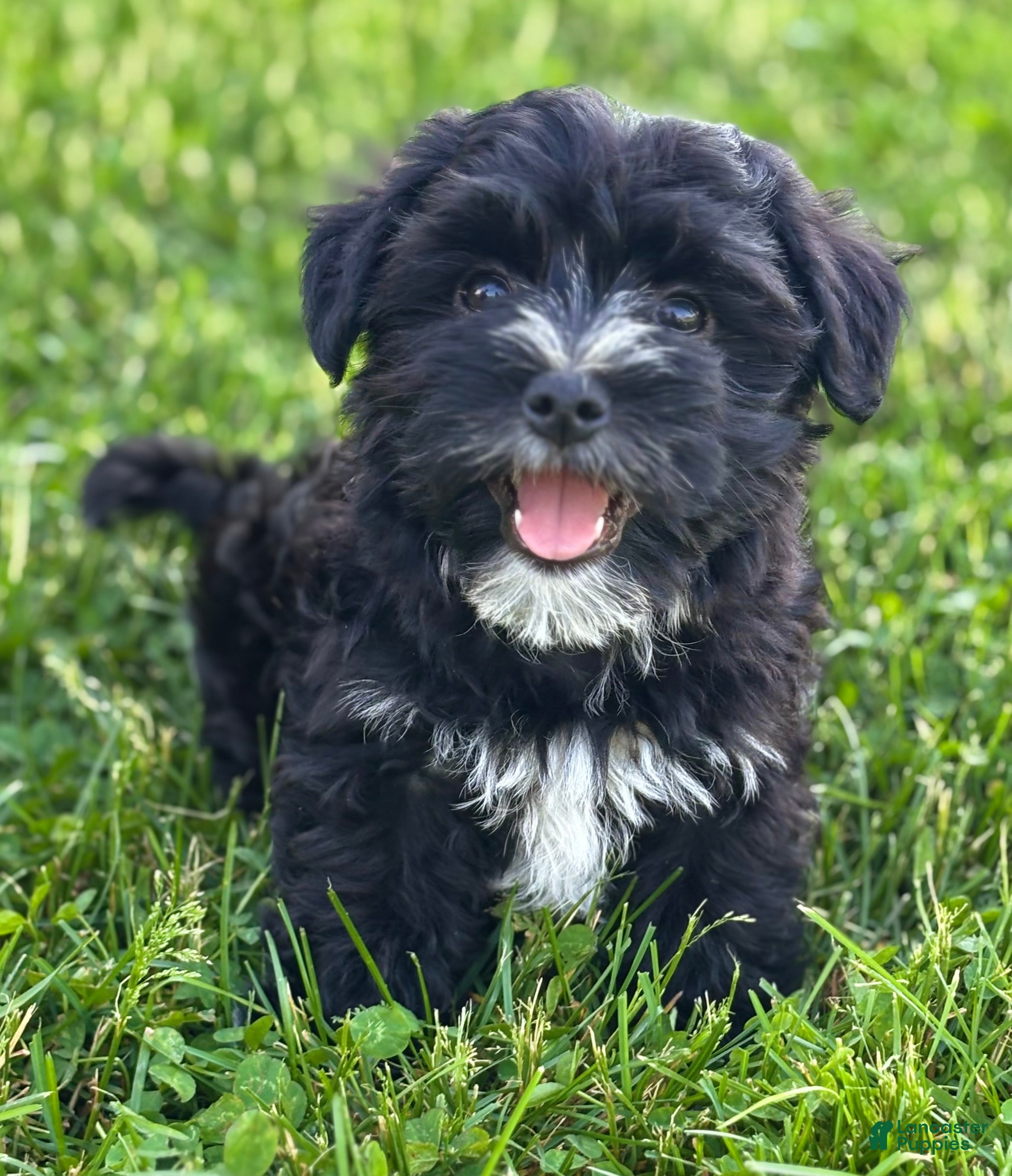 Morkie dogs Jax - Ad 1