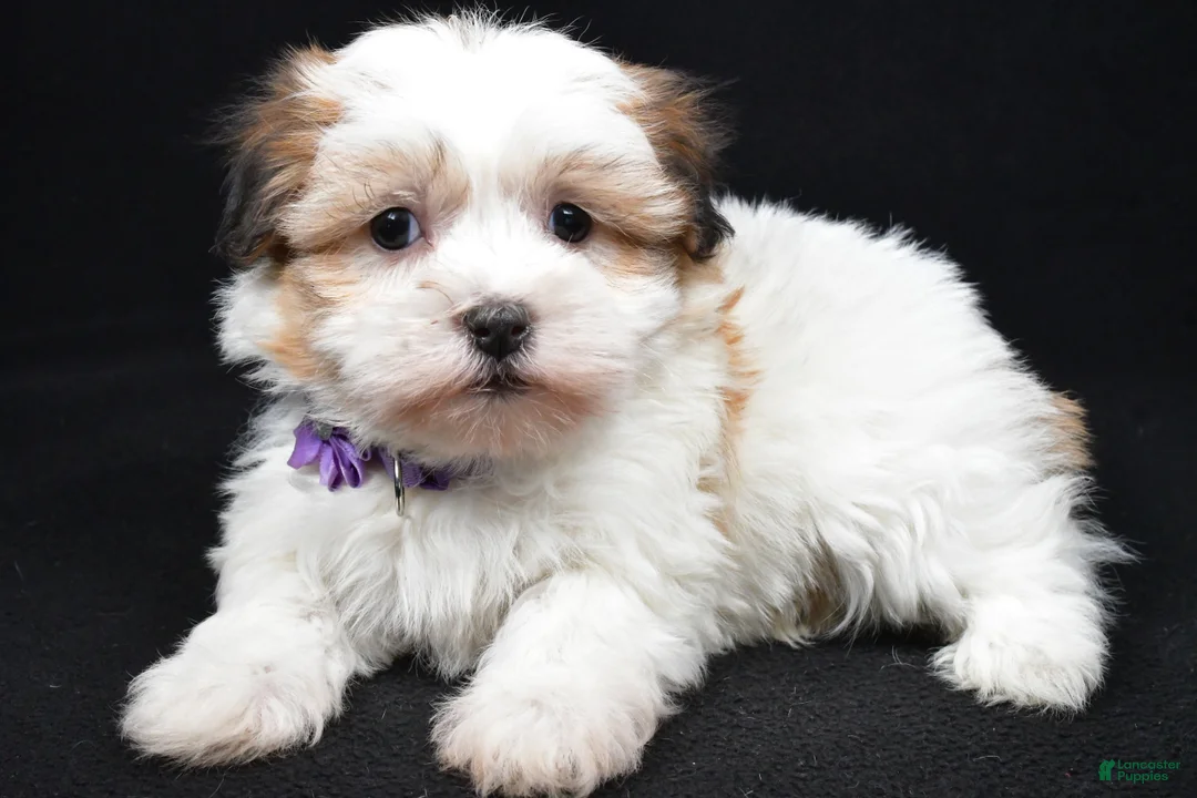 Havanese dogs for sale: Lexi - Ad 2