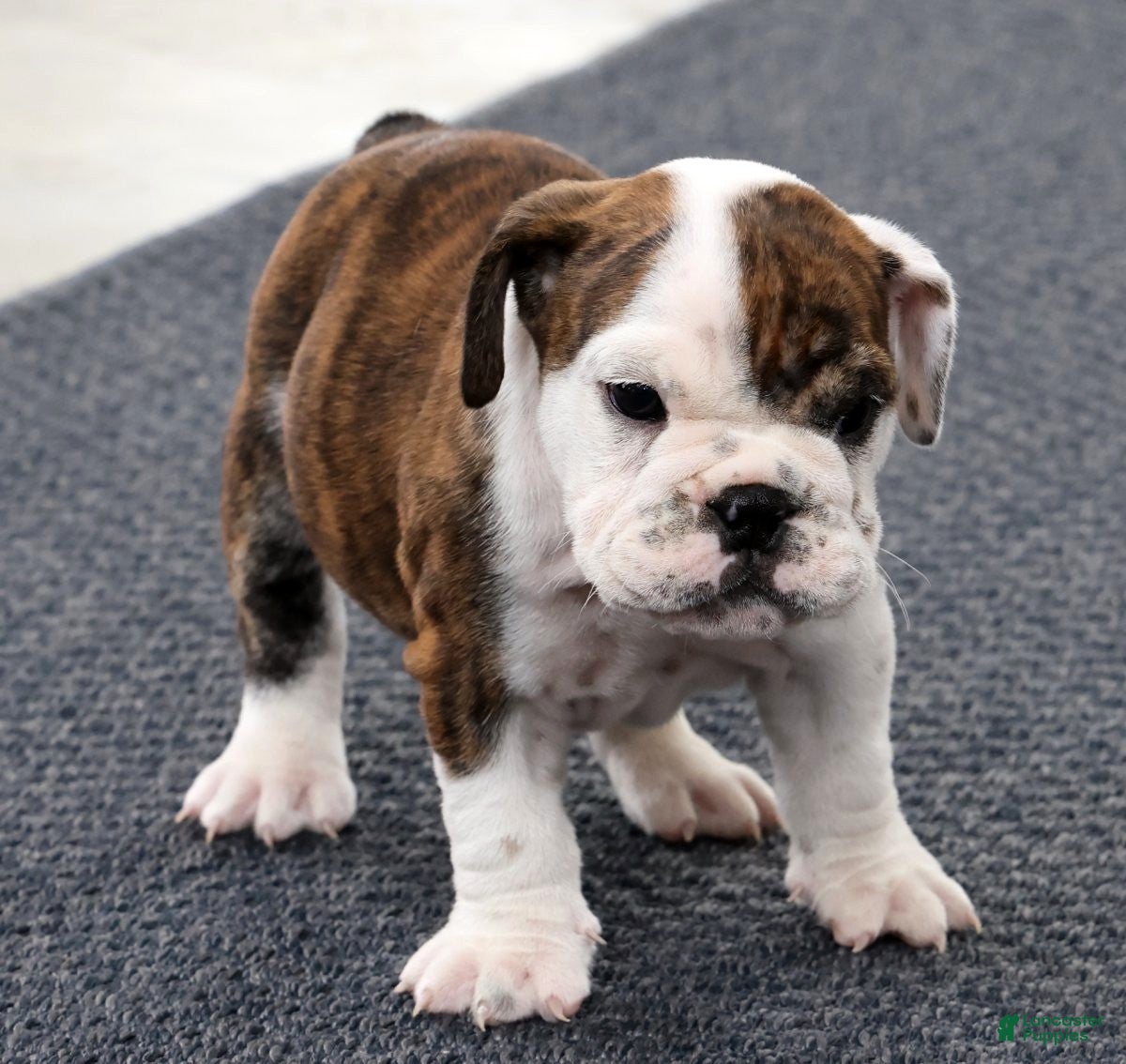 English Bulldog dogs Rambo - Ad 1