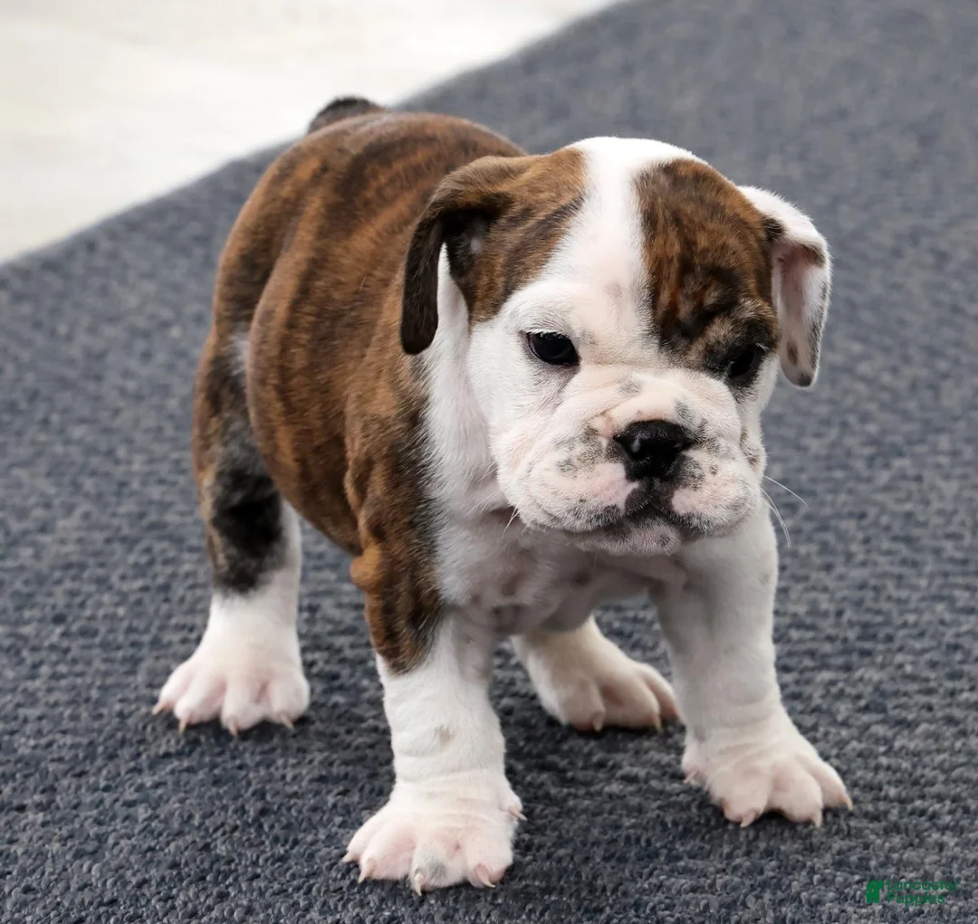 English Bulldog dogs for sale: Rambo - Ad 1