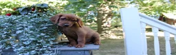 Mixed Breed dogs for sale: bella - Ad 3