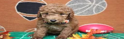 Mixed Breed dogs for sale: Seville - Ad 4