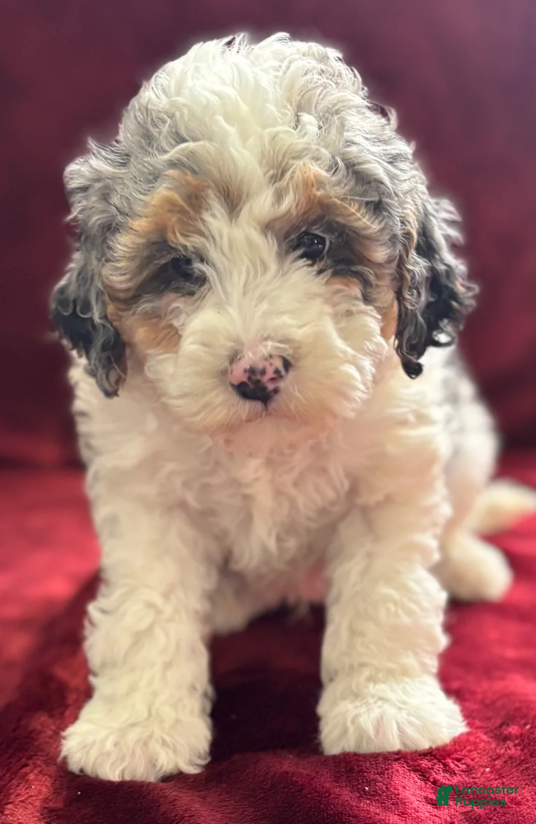 Mini Bernedoodle dogs for sale: Steele - Ad 2