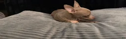 Chihuahua dogs for sale: Mr hazel  - Ad 7