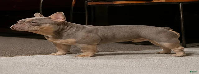 Ivey League's Simba
