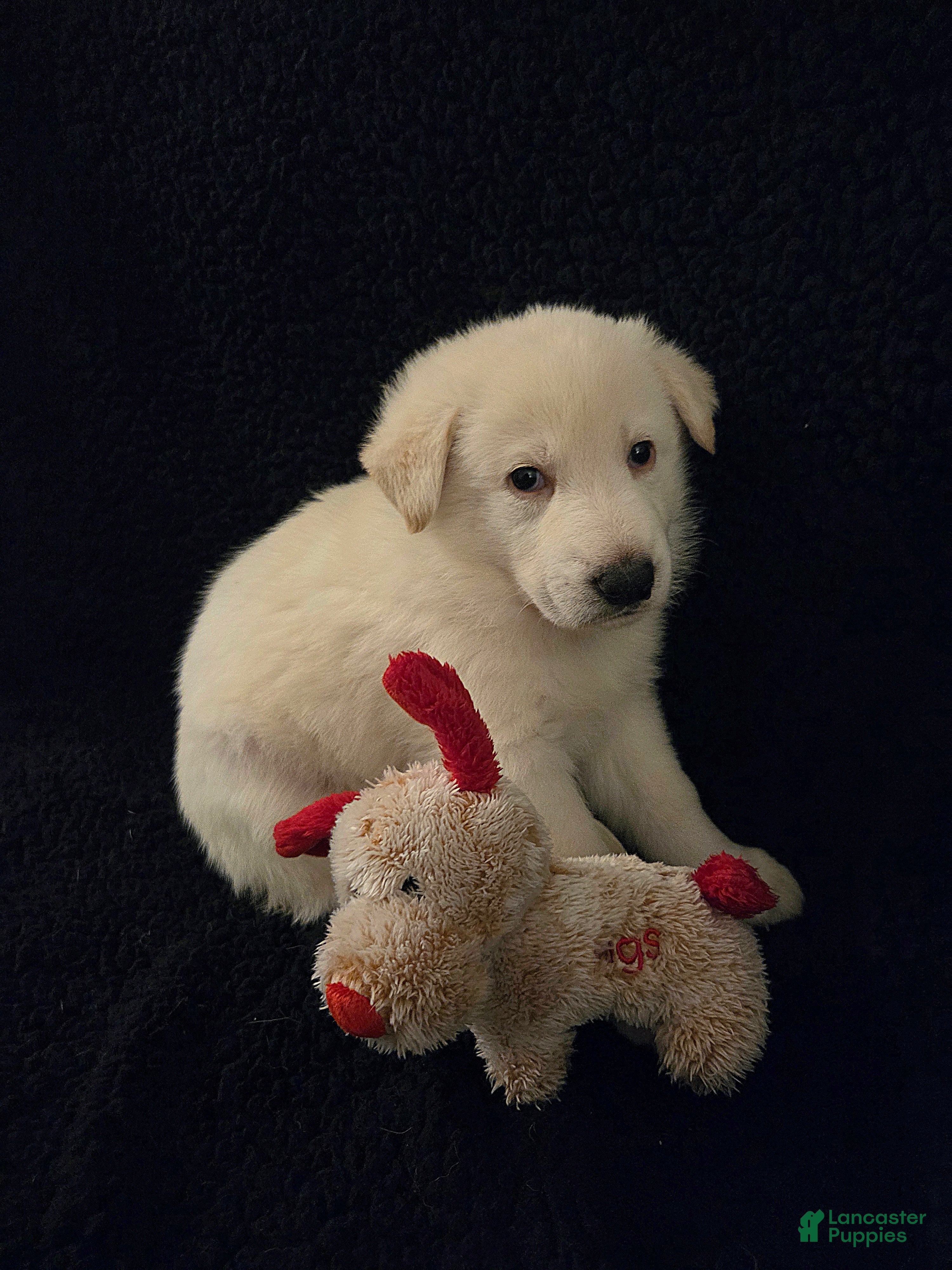 German Shepherd dogs Elsa - Ad 2