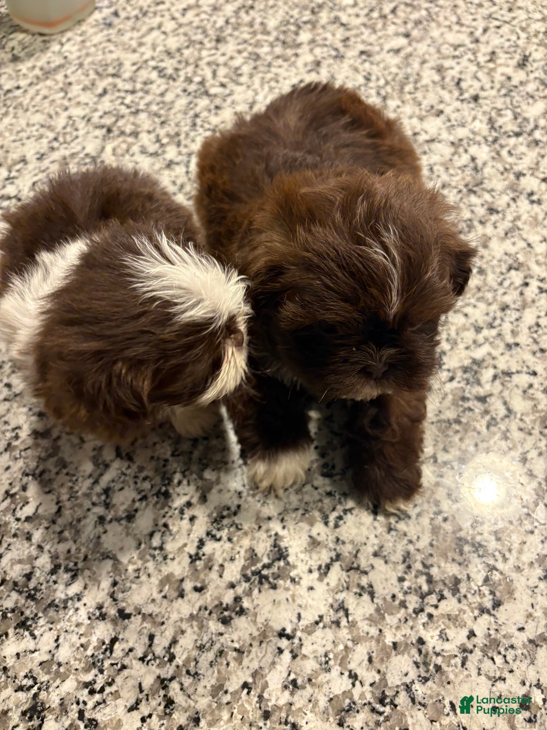Shih Tzu dogs for sale: Choc - Ad 5