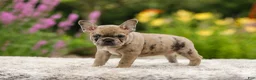 French Bulldog dogs for sale: Gretta - Ad 12