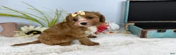 Cavapoo dogs for sale: Zoe  - Ad 6