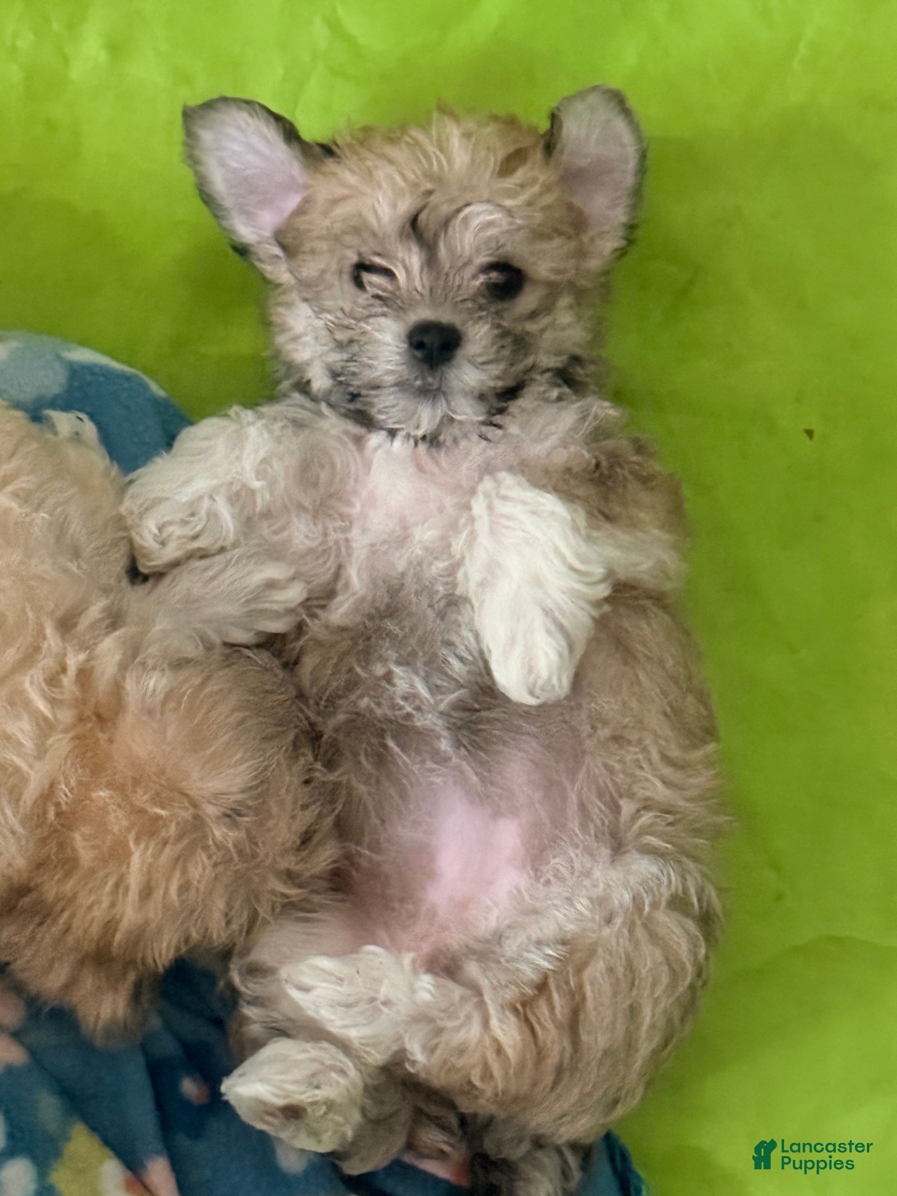 Mixed Breed dogs Mixed Breed Puppy 4 - Ad 15