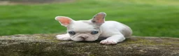 French Bulldog dogs for sale: Axel (Platinum with Blue Eyes) 💙🐾 - Ad 18