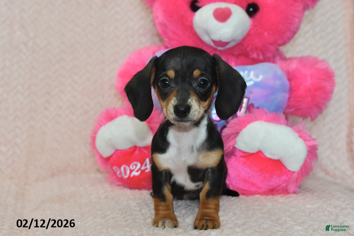 Miniature Dachshund dogs Ivy - Ad 36