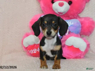 Miniature Dachshund dogs Ivy - Ad 36