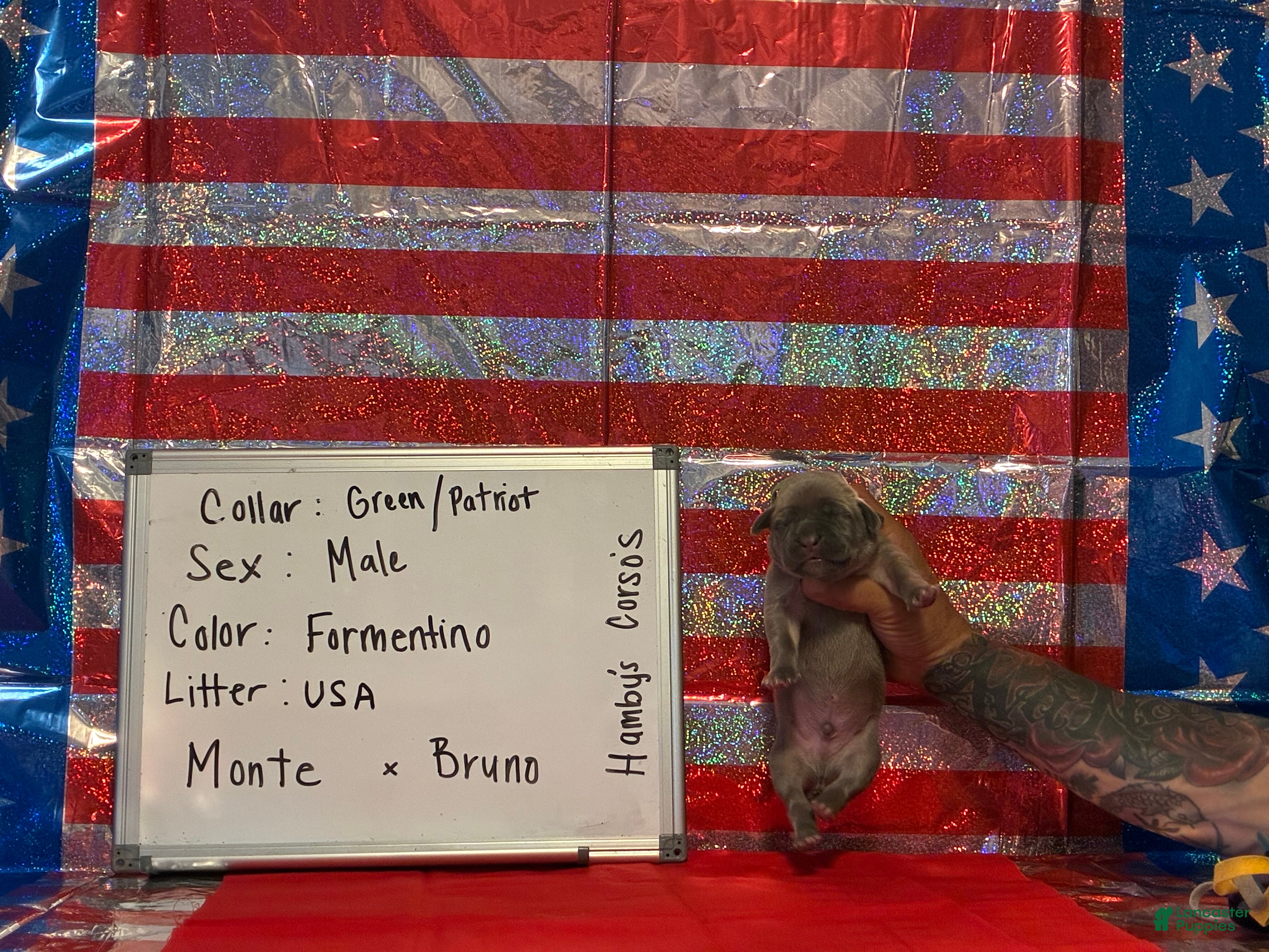 Cane Corso dogs Patriot - Ad 30