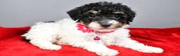 Miniature Poodle dogs for sale: Allison - Ad 11