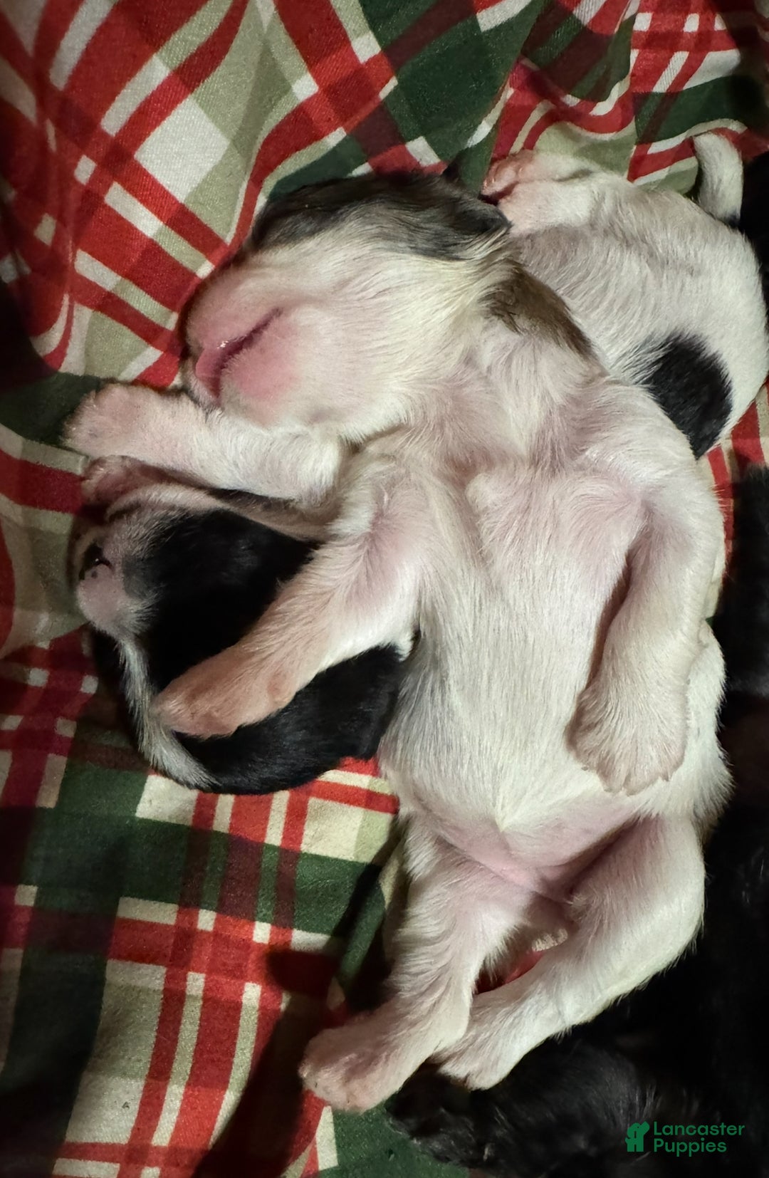 Shihpoo dogs for sale: Life - Ad 2