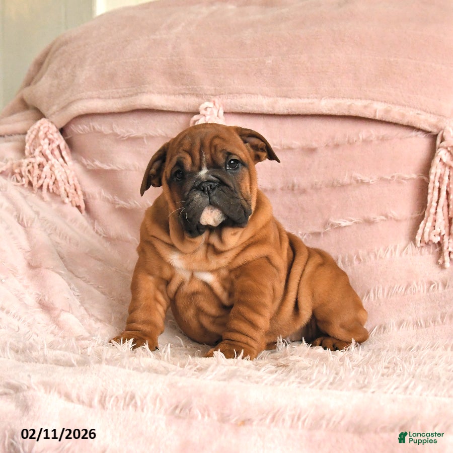 English Bulldog dogs Bria - Ad 2