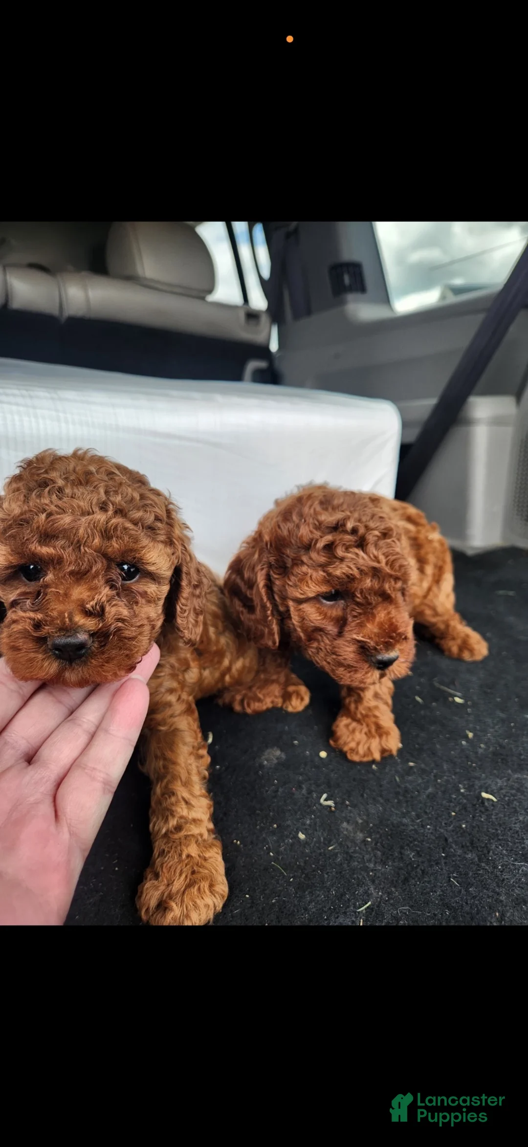 Toy Poodle dogs for sale: Toy Poodle 1 - Ad 2