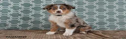 Australian Shepherd dogs for sale: Lance - Ad 1