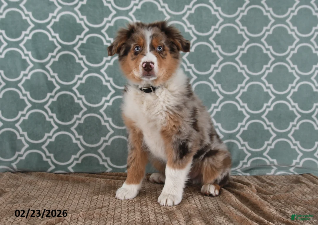 Australian Shepherd dogs for sale: Lance - Ad 1