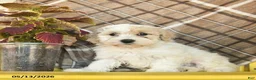 Maltipoo dogs for sale: Sailor  - Ad 4