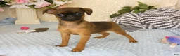 Brussels Griffon dogs for sale: Ollie - Ad 5