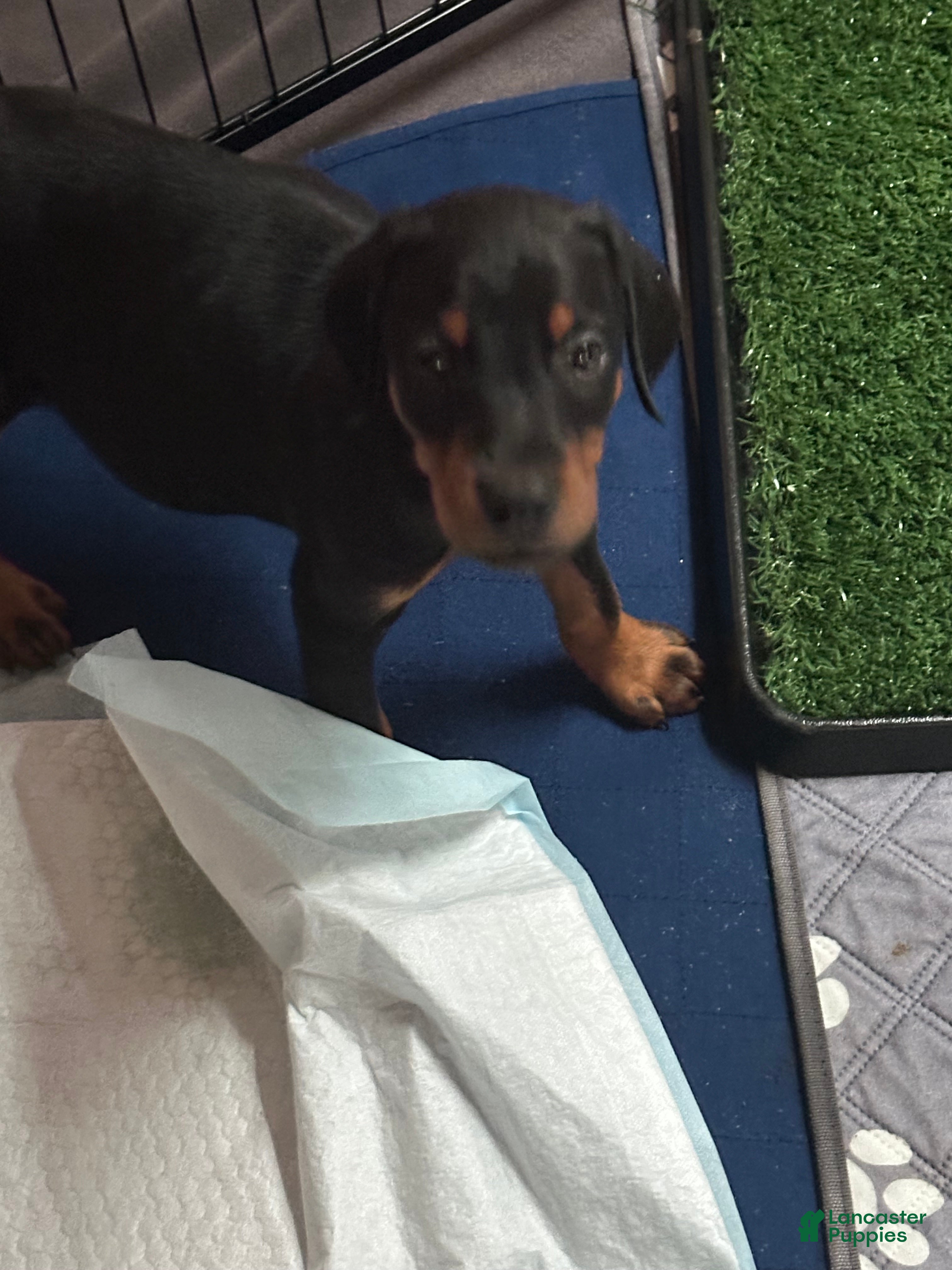 Doberman Pinscher dogs Doberman Pinscher 3 - Ad 28