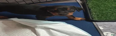 Doberman Pinscher 3