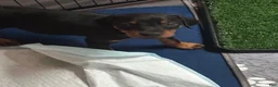 Doberman Pinscher dogs for sale: Doberman Pinscher 3 - Ad 1