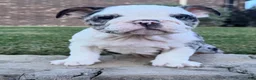 English Bulldog dogs for sale: Yoshi  - Ad 4