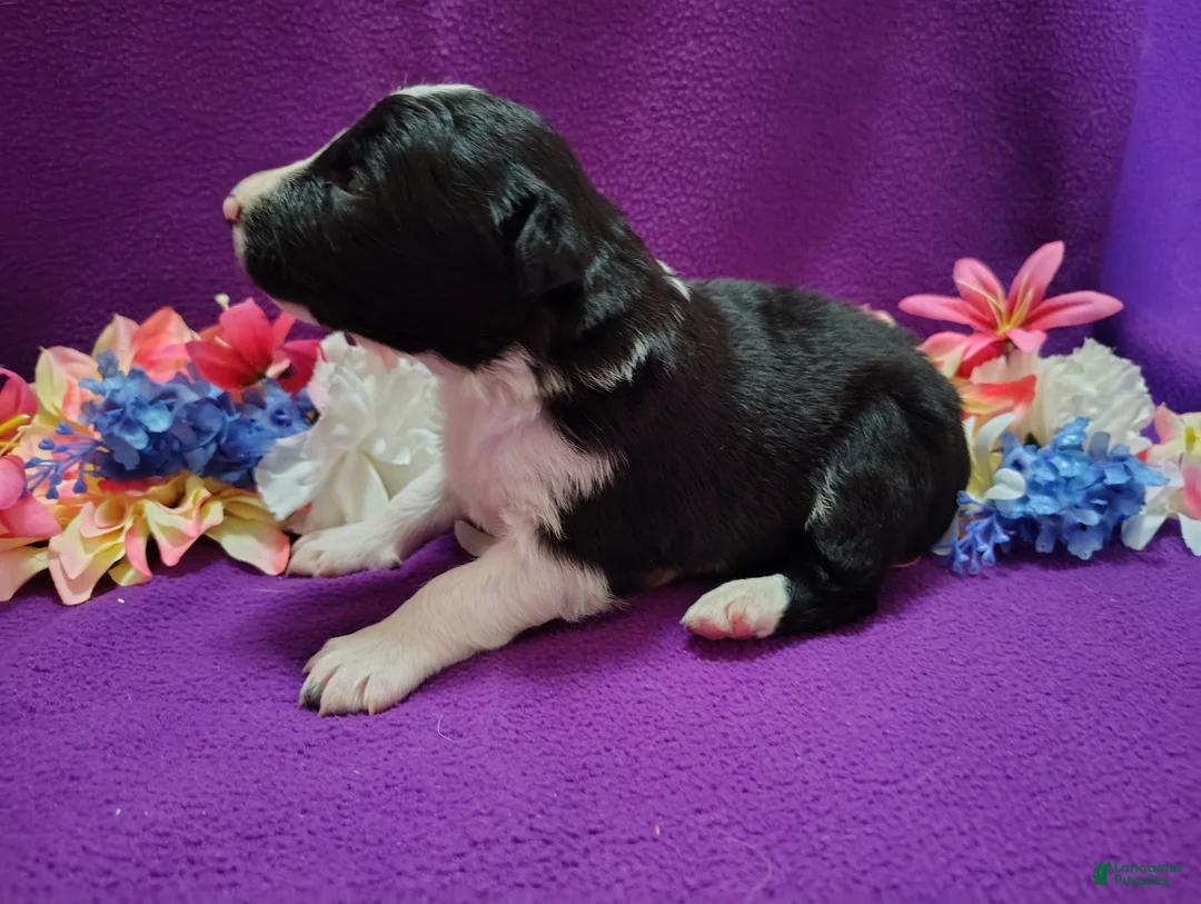 Border Collie dogs for sale: Macy - Ad 4