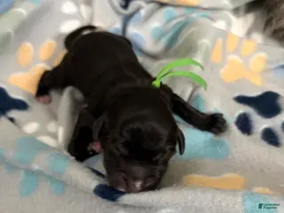 Mixed Breed dogs Mixed Breed Puppy 8 - Ad 13