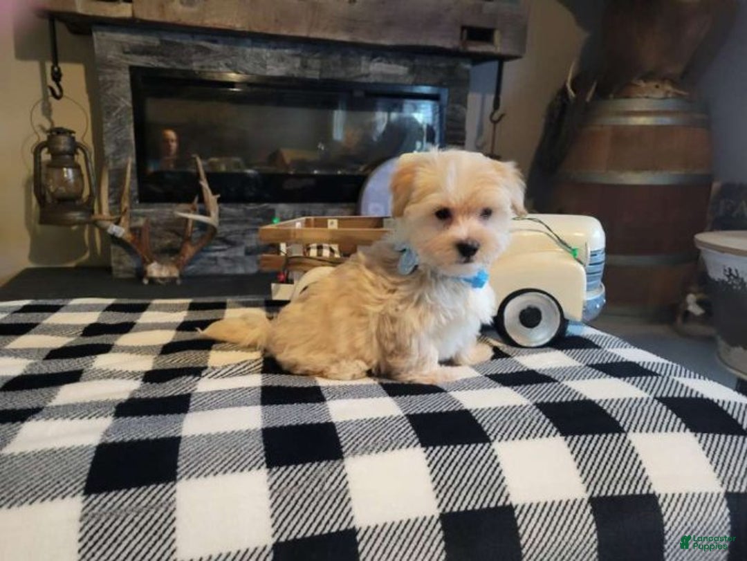 Morkie dogs for sale: Teddy - Ad 3