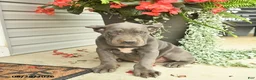 Cane Corso dogs for sale: Lenny  - Ad 3