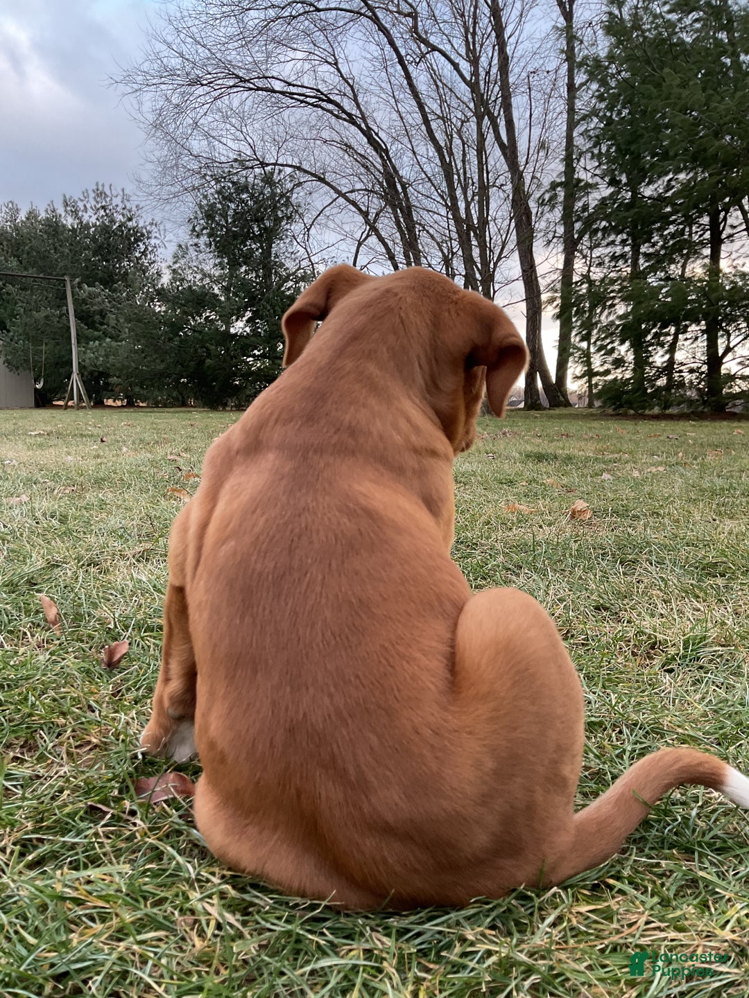 Mixed Breed dogs for sale: Hazel - Ad 7