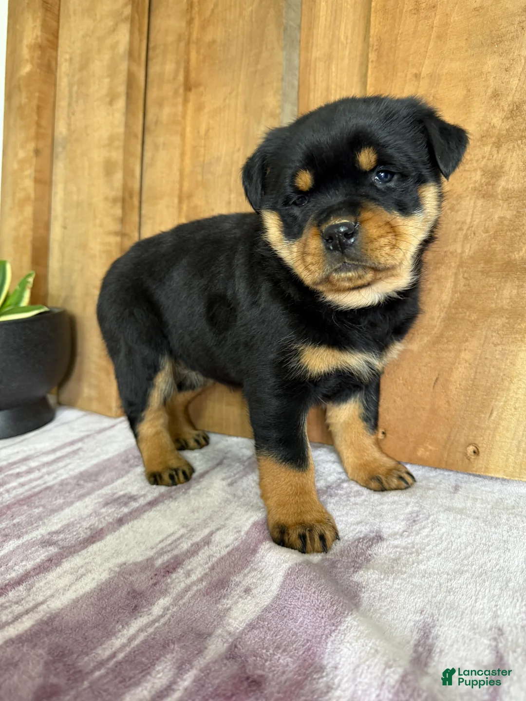 Rottweiler dogs for sale: London - Ad 15