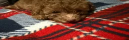 Toy Poodle dogs for sale: Honey 🤎🐻 - Ad 5