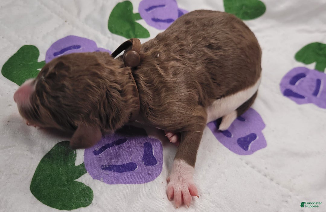 Labradoodle dogs for sale: Garbanzo - Ad 2