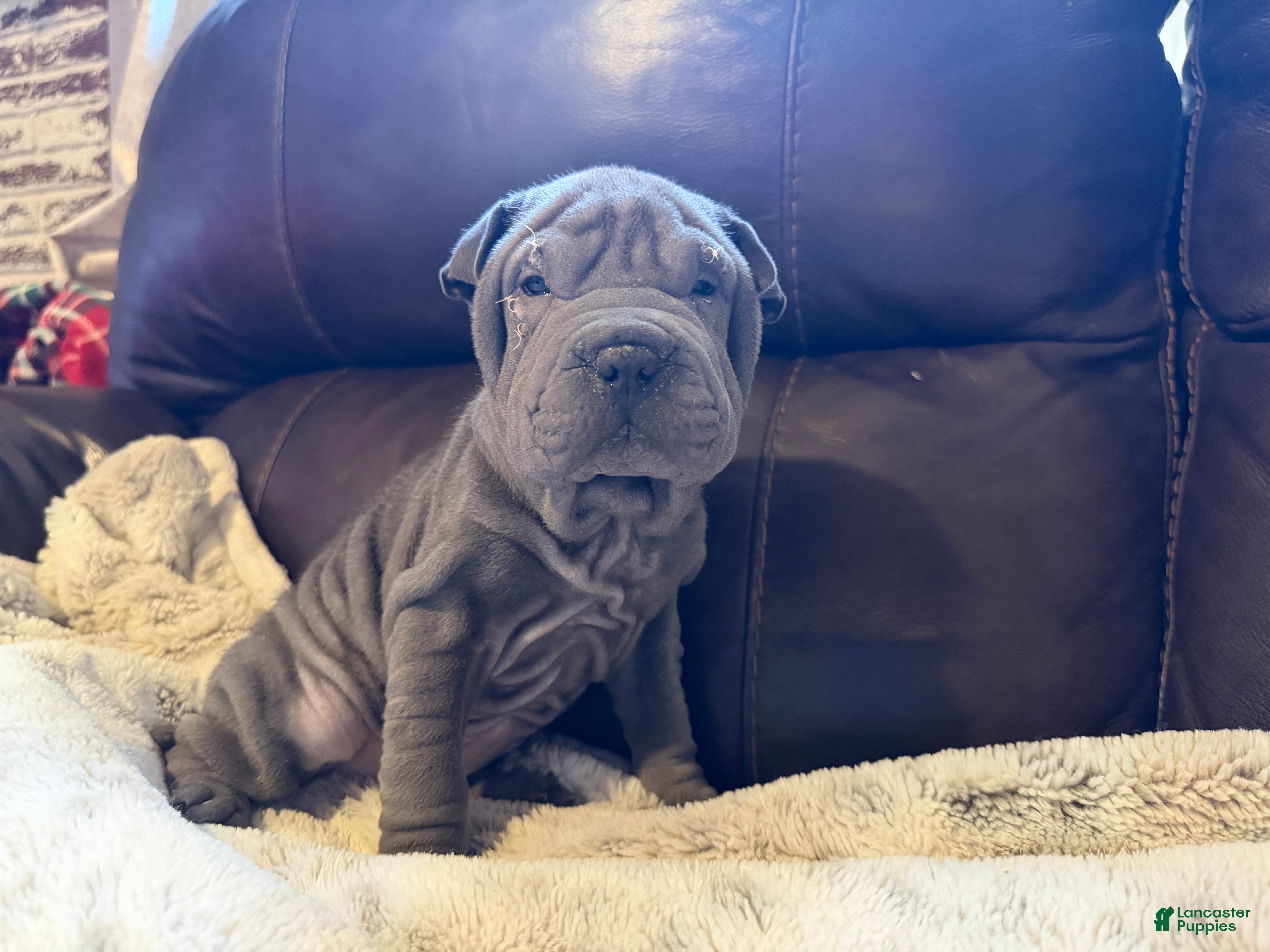 Shar Pei dogs Clementine - Ad 4