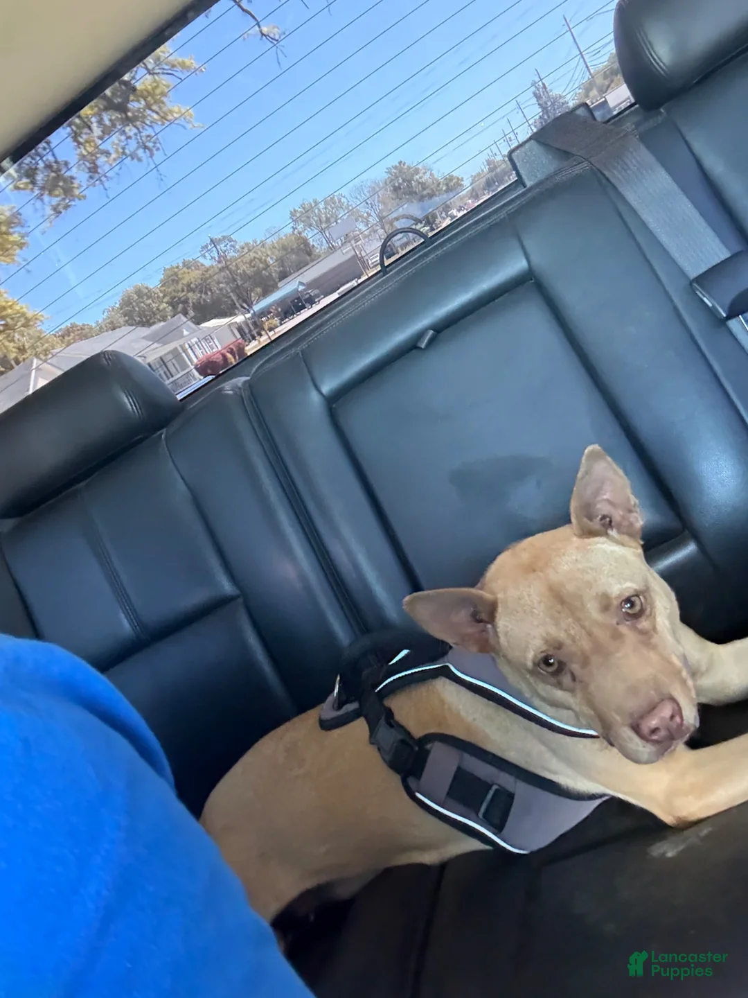 American Pit Bull Terrier dogs for sale: American Pit Bull Terrier 2 - Ad 2