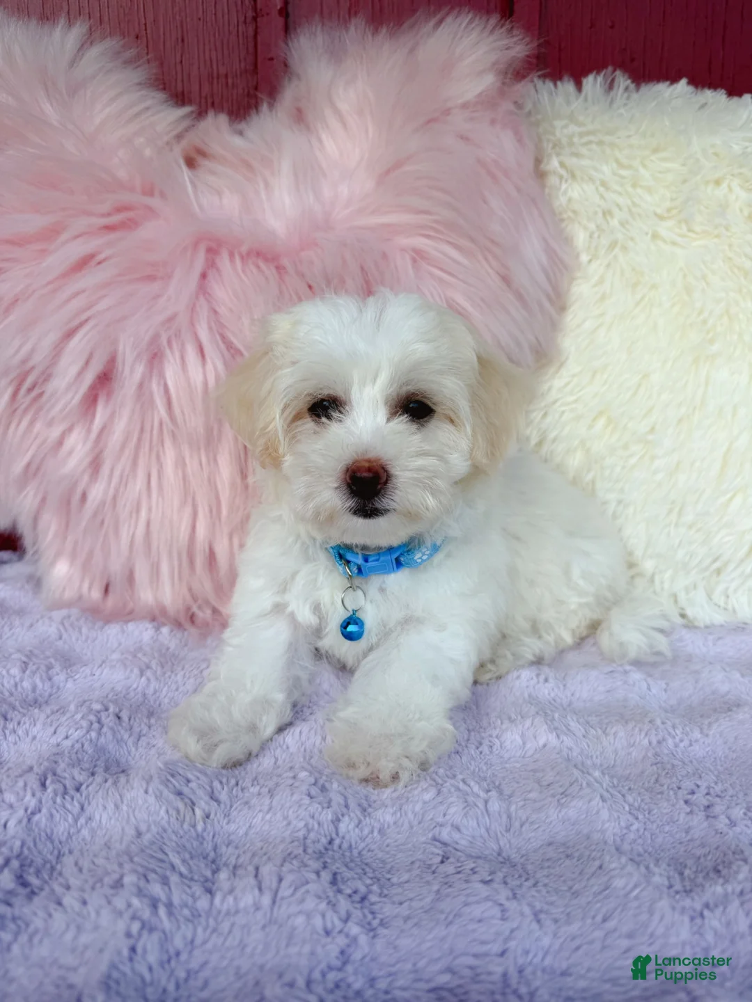 Maltipoo dogs for sale: 🩵 Cody 🩵 - Ad 2