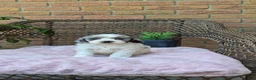 Cockapoo dogs for sale: Quinnie - Ad 5