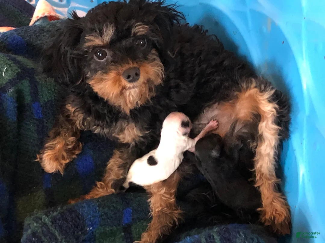Cavapoo dogs for sale: Walker - Ad 4