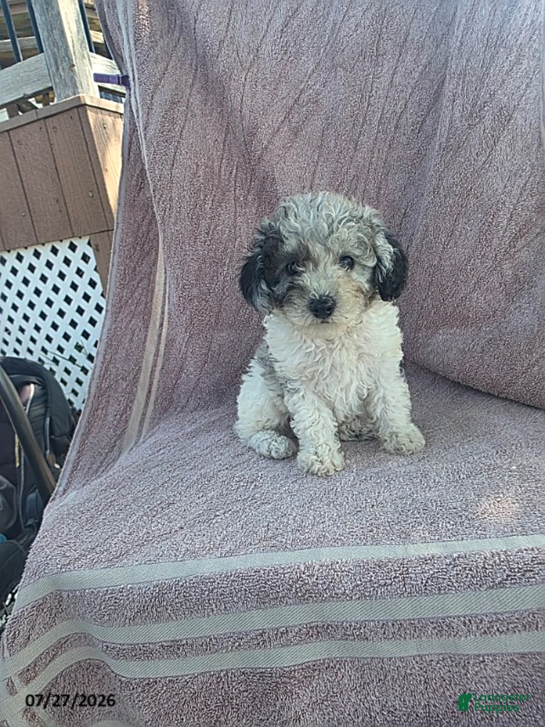 Toy Poodle dogs for sale: Patches - Ad 1
