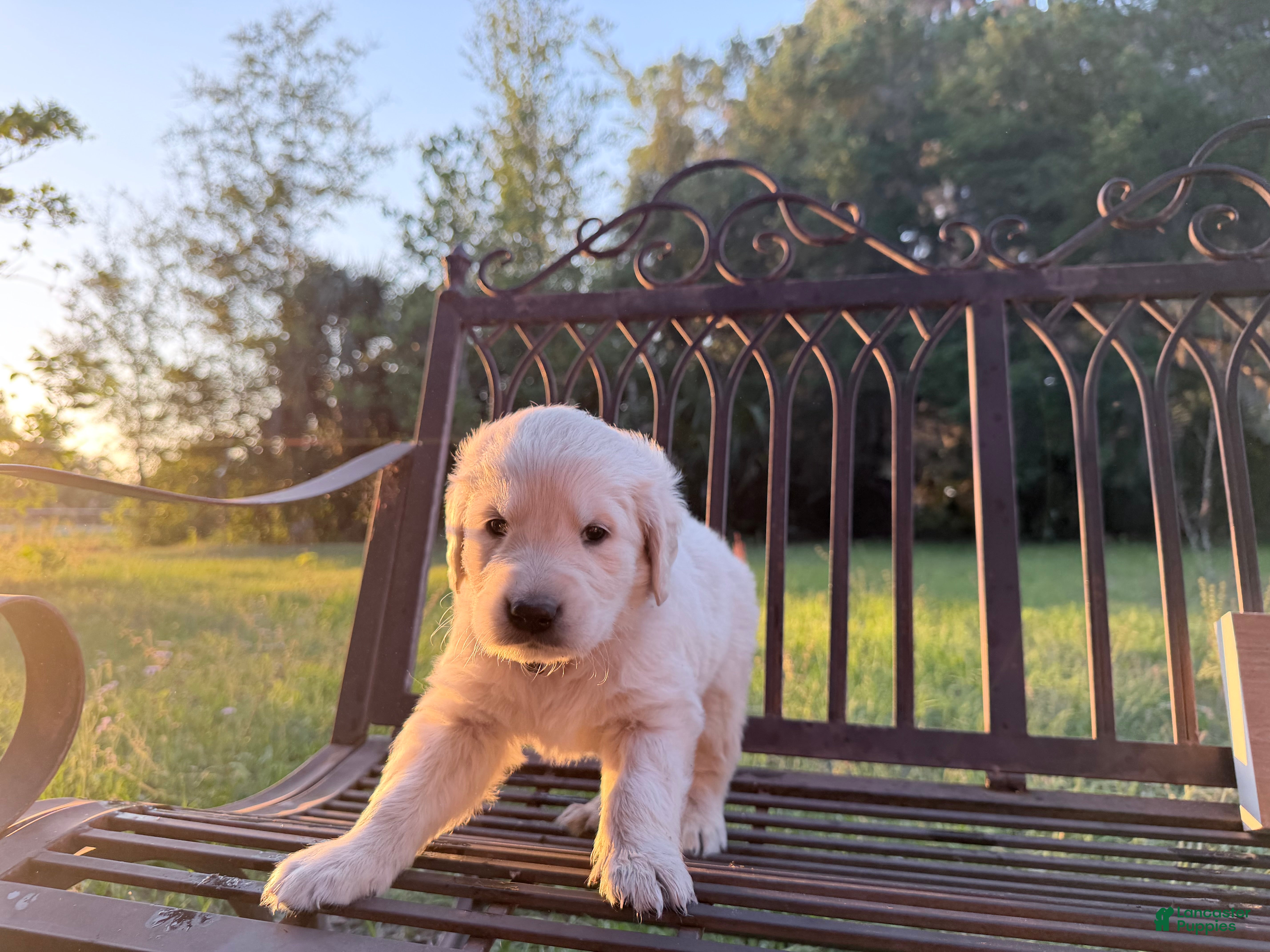 Golden Retriever dogs Barbie of Avalon - female Golden retriever great Service dog prospect ! - Ad 2