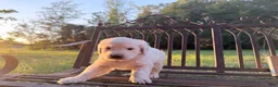 Golden Retriever dogs for sale: Barbie of Avalon - female Golden retriever great Service dog prospect ! - Ad 2
