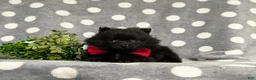 Pomeranian dogs for sale: Malloy 9 lbs Full Grown - Ad 4