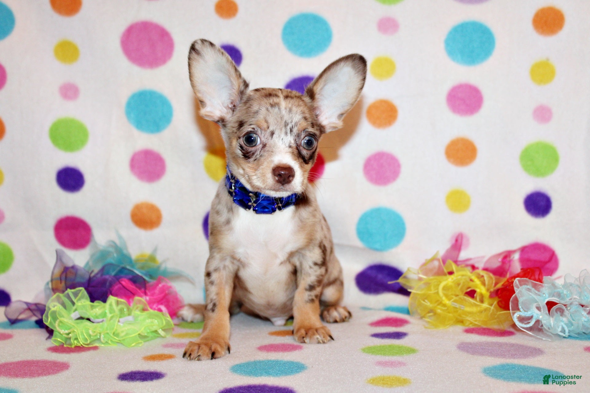Chihuahua dogs Newt - Ad 31